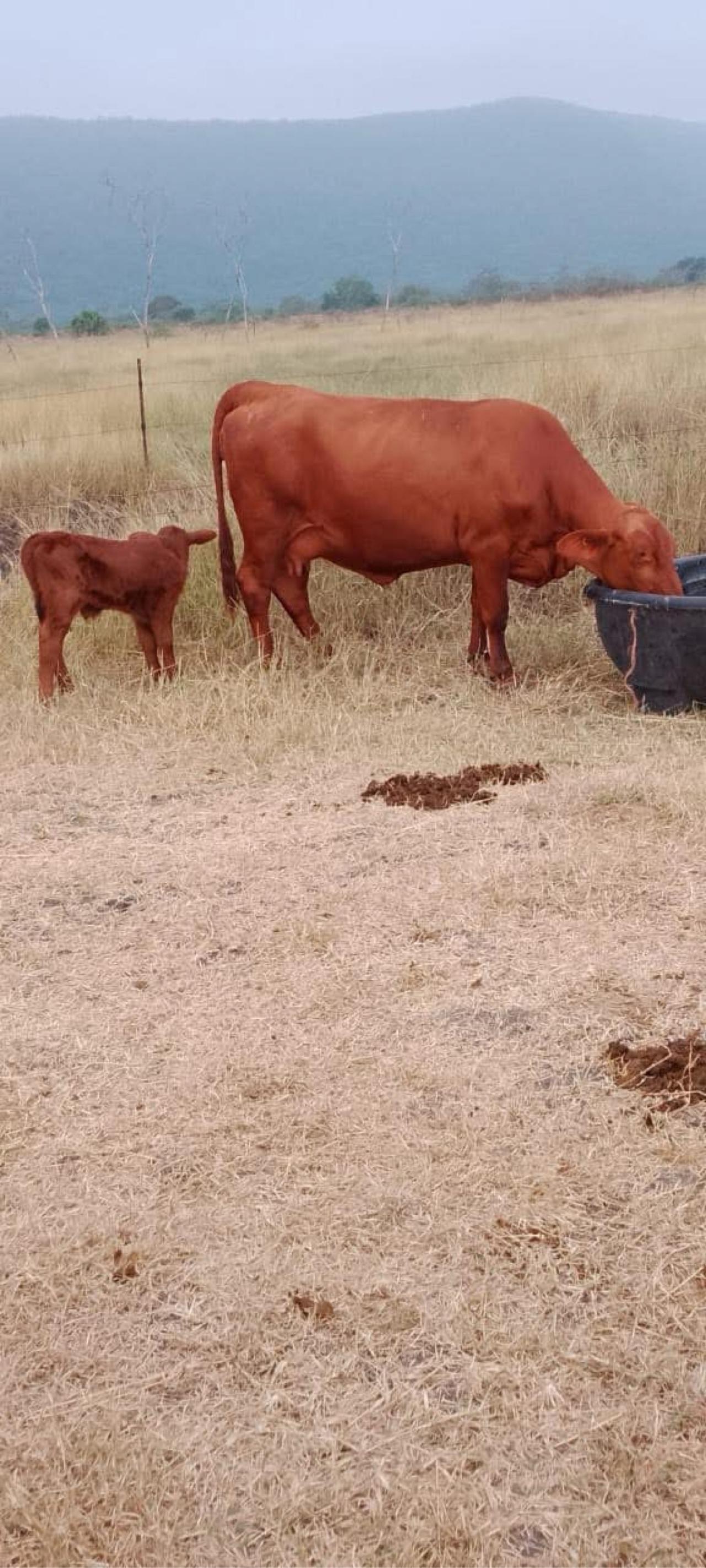 Rancho Ganadero en venta en El Mante — foto 3