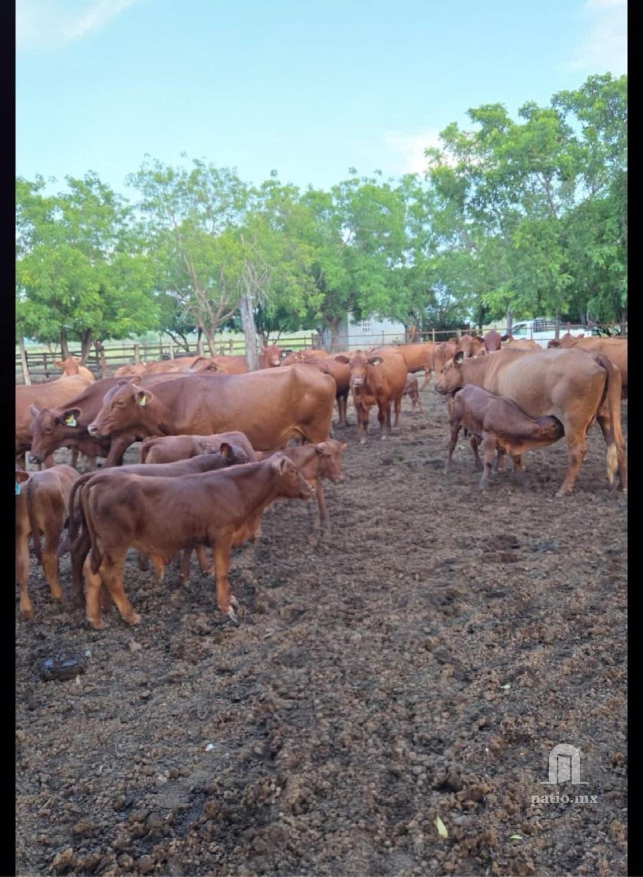 Rancho Ganadero en venta en El Mante — foto 4