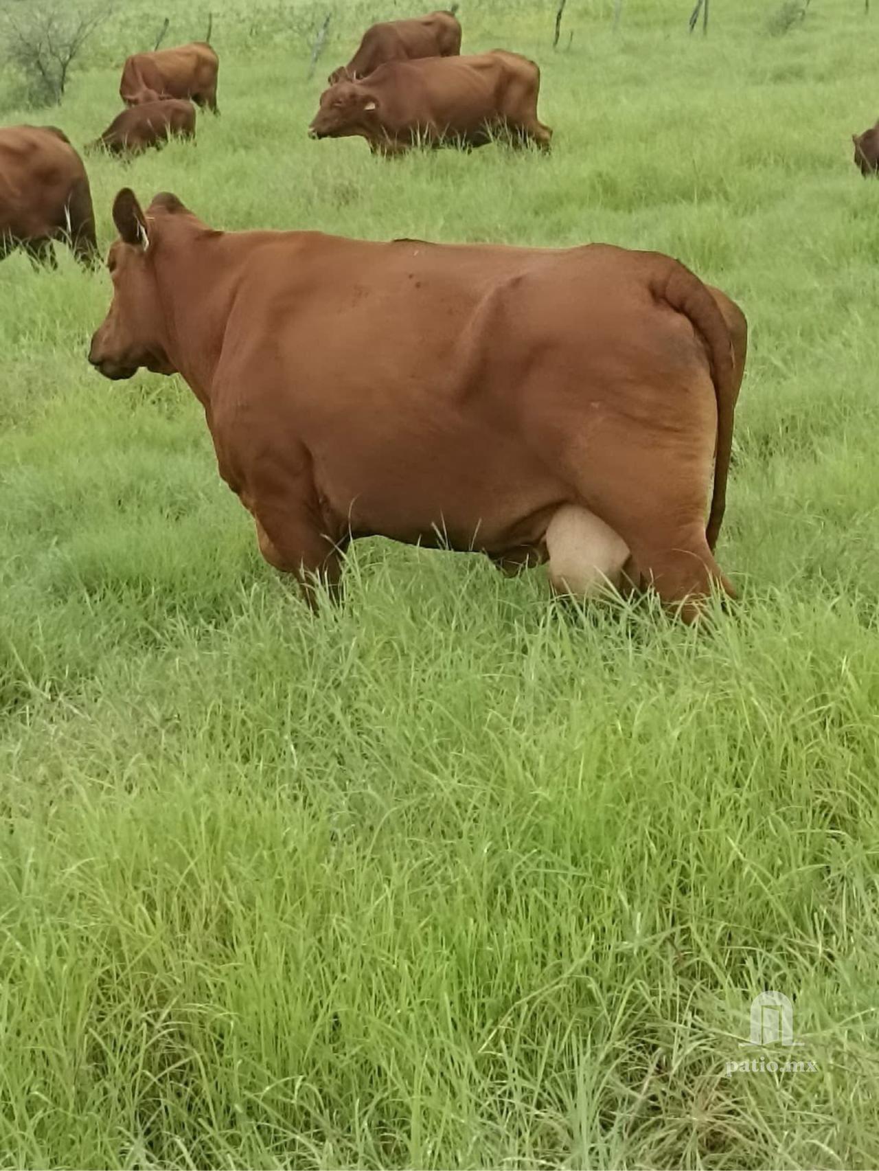 Rancho Ganadero en venta en El Mante — foto 5