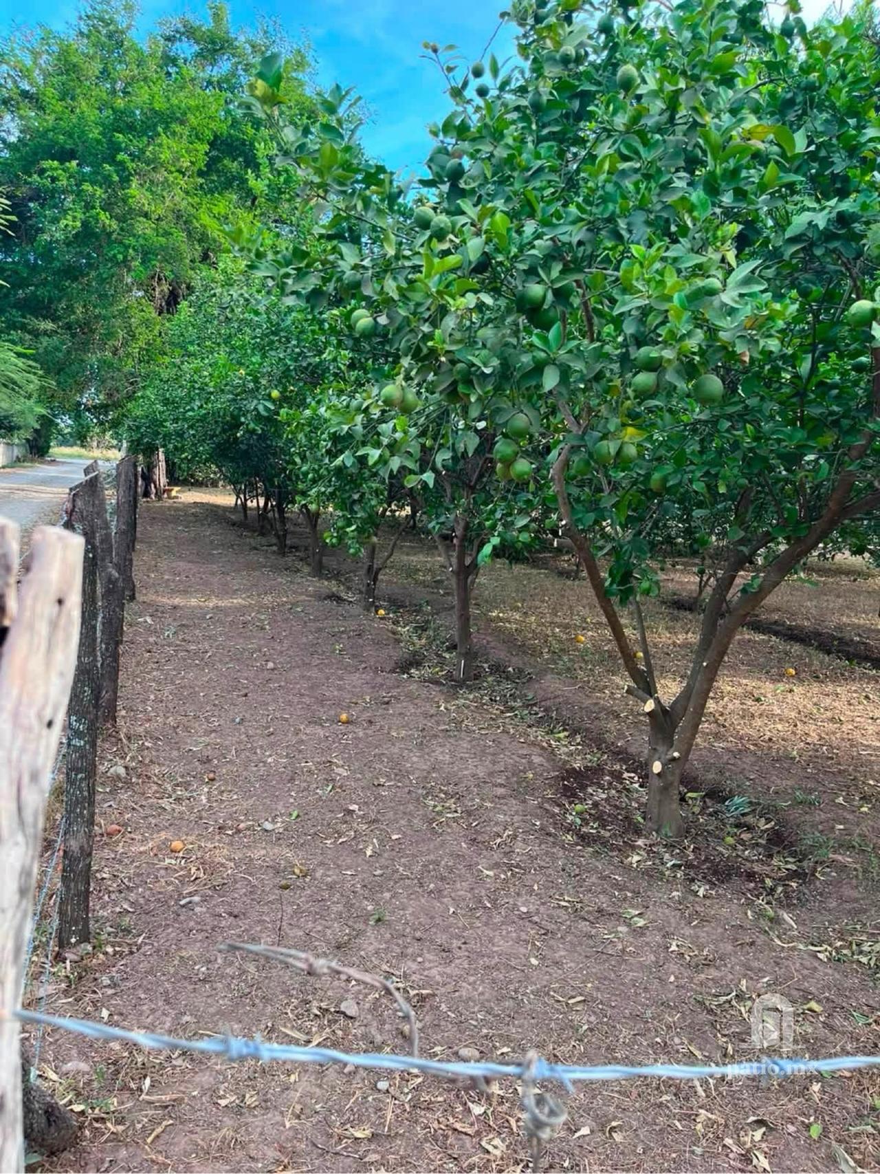 Quinta con palapa en San José de las Flores — foto 6